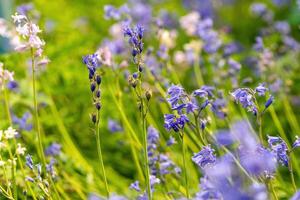 blooming bluebells on a meadow in spring photo