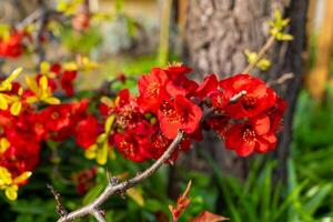 red flowers are in full bloom and are very bright photo