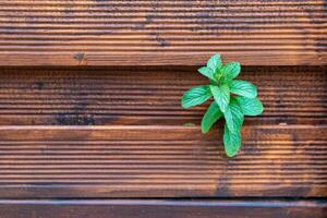 small green plant is growing on a wooden surface photo