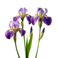 Purple and White Irises Blooming Against a Transparent Background png