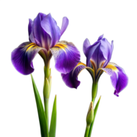 Vivid Purple Iris Flowers Isolated on Transparent Background png