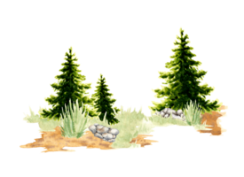 Fichte Baum im ein Clearing im das Wald Element von das natürlich Landschaft. Wald Tierwelt Szene mit Grün Gras, Nadelbaum Bäume, Fichte, Fichte, Kiefer, Steine. zum komponieren Kompositionen png