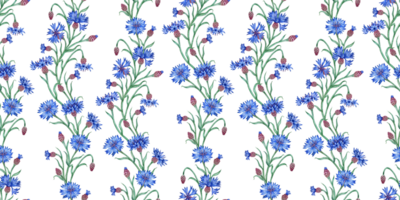 korenbloemen blauw bloemen patroon waterverf illustratie. botanisch samenstelling element geïsoleerd van achtergrond. geschikt voor cosmetica, aromatherapie, geneesmiddel, behandeling, zorg, ontwerp, png