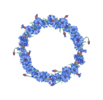 centáurea exuberante guirlanda do azul flores aguarela ilustração. botânico composição elemento isolado a partir de fundo. adequado para cosméticos, aromaterapia, medicamento, tratamento, Cuidado, projeto, png