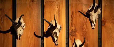 Animal skulls background. Animal bone and head, scary skeletons, hunting trophy. photo