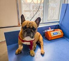 A French bulldog is being treated at a veterinary clinic. IV with catheter in the paw. photo