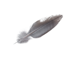 Black feather isolated on transparent background. File png