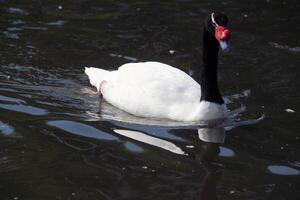 A view of a Black Necked Swan photo