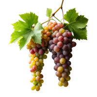 illuminata dal sole grappoli di maturo multicolore uva sospeso a partire dal un' vite png