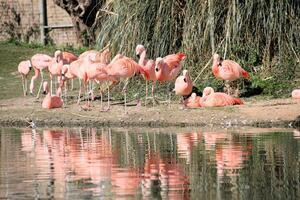 A view of a Flamingo photo