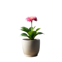 Pink and White Flower in a Ribbed Ceramic Pot on a Transparent Background png