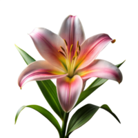 Close-Up View of a Blooming Pink and White Lily Against a Transparent Background png