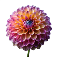 Vibrant Purple and Orange Dahlia in Full Bloom Isolated on Transparent Background png