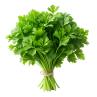 Fresh Bunch of Green Parsley Tied With Twine on a Transparent Background png