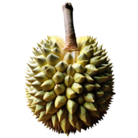 Fresh Durian Fruit png