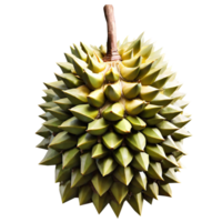 Fresh Durian Fruit png