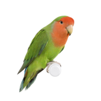 Peach-faced Lovebirditting on a Tree png