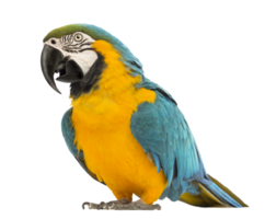 blå-och-gul ara flygande png