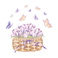 Crocuses violet in wicker basket with bow and flying butterflies. Spring watercolor illustration. Isolated hand drawn saffron bouquet Vintage drawing template for card, tableware, textile, embroidery. png