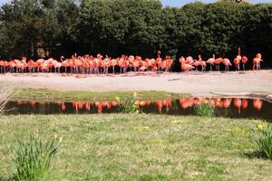 A view of a Flamingo photo