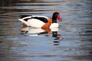 un ver de un Shelduck foto