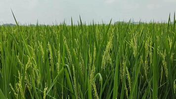 campos de arroz verde video