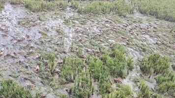 eenden begrazing in de veld- video