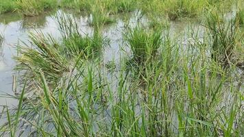vild grön gräs i ris fält video