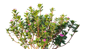 een groep van roze kleur bloemen planten kader Aan een transparant achtergrond png