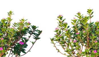 a group of pink color flowers plants frame on a transparent background png