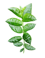 green tea leaves on a white background, a group of green a plant for Jasmine flower with green leaves that is from the plant png