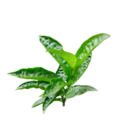 groen thee bladeren Aan een wit achtergrond, een groep van groen een fabriek voor jasmijn bloem met groen bladeren dat is van de fabriek png
