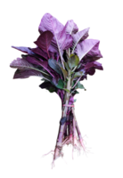 bouquet de violet des légumes sur blanc arrière-plan, une bouquet de violet chou sur une transplantation arrière-plan, une vase avec violet feuilles et violet feuilles sur il png