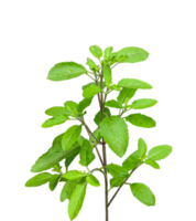 a green mint leaves plant with leaves on a transparent background, basil plant png