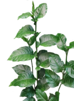 a plant with green leaves of a group of green a plant for Jasmine flower plant png