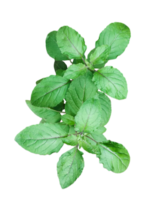 a green mint leaves plant with leaves on a transparent background, basil plant png