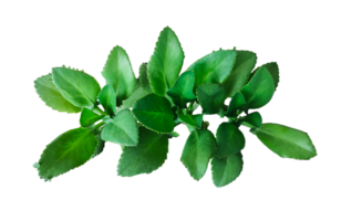 en stänga Foto av grön träd blad borsta på vit bakgrund, grön löv på en växt på en transparent bakgrund png