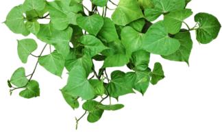 a plant with green leaves on a white background, a plant with green leaves that has a lot of light coming through png
