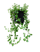 un planta colgando desde un maceta en un transparente antecedentes png