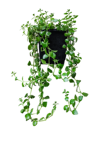 une plante pendaison de une pot sur une transparent Contexte png