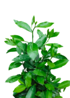 a close photo of green tree leaf brush on white background, green leaves on a plant on a transparent background png