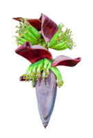 banana flower on a white background, a close up photo of banana flowers and leaves png