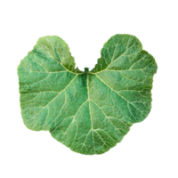 a large green pumpkin leaf close up photo on a transparent background png