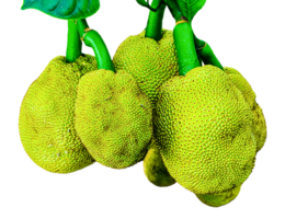 jackfruit fruit on a branch with leaves,, hanging jackfruit green pears on a white background, a group of three jack fruits, one of which has a green leaf png