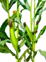 corn plant on a stalk with leaves transparent background, a plant with green leaves that has the green corn, png