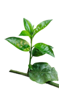 ein Pflanze mit Blätter auf ein Ast von Jasmin Blume Baum, ein Pflanze mit Grün Blätter auf ein transparent Hintergrund png