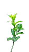 a plant with leaves on a branch of Jasmine flower tree, a plant with green leaves on a transparent background png