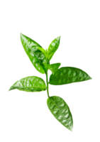 un planta con hojas en un rama de jazmín flor árbol, un planta con verde hojas en un transparente antecedentes png