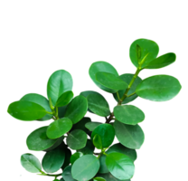 une proche photo de vert arbre feuille brosse sur blanc arrière-plan, vert feuilles sur une plante sur une transparent Contexte png