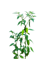 a plant of green chili with green leaves on a white background, green chili tree leaves isolated on white png